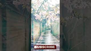 Sounds of Asia #meditation #relaxingmusic #spirituality #meditationmusic
