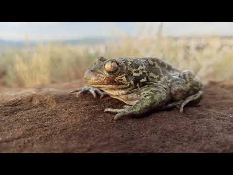 სირიული მყვარი,  Pelobates syriacus,  Syrian spadefoot toads