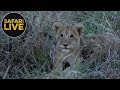 safariLIVE - Sunset Safari - November 8, 2018