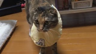 猫に悪戯でエプロンを付けてみたらまさかの勘違い【奈々子家シリーズ】