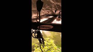 OPTIC SLIM 600H LED Light, Start of Week 1 of Flowering.