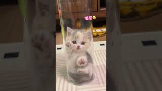 Heartwarming Animal Moments That Feel So Real That Feel Good