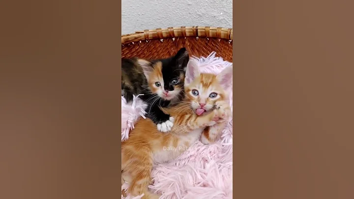 Watch the video about Cute Cats 🥰😻😻💕 #cute #catshorts #kitten #meow #dailypets #shorts