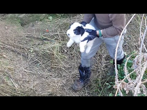 Βίντεο: Τι κουτάβι να δώσει στον κυνηγό
