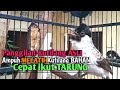 Suara Burung Kutilang Gacor ASLI Tanpa isian, Ampuh untuk Pikat Kutilang bikin kutilang Ribut gacor