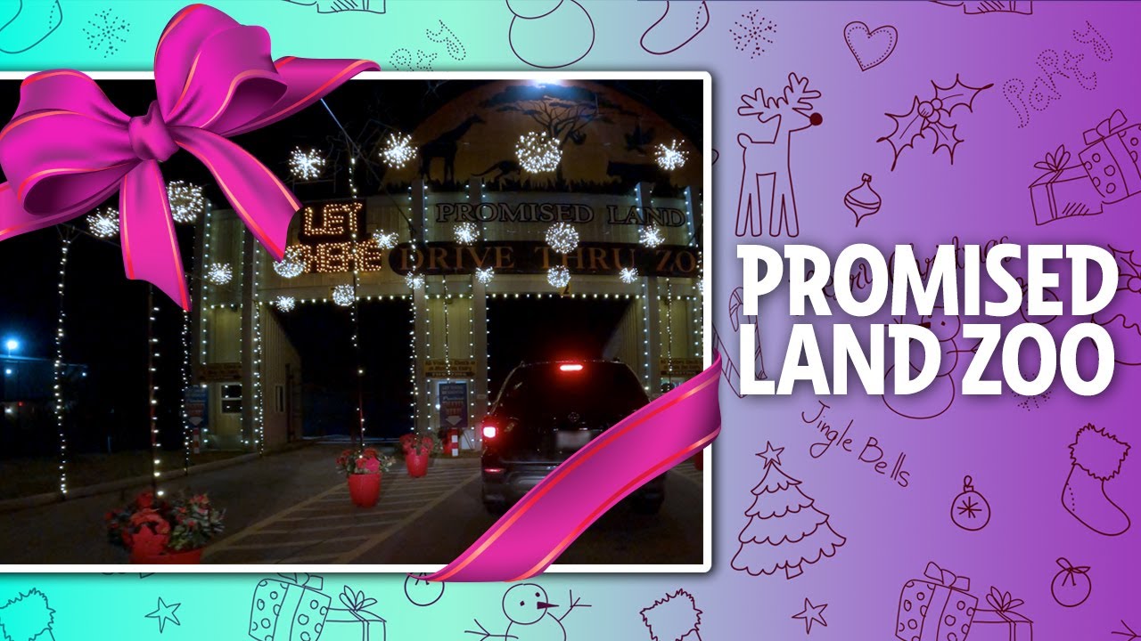 Lights, Zoo Animals & Santa! The Crew Explores the Promised Land Zoo in