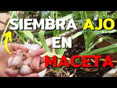 Video: Plantas de ajo en maceta - Cómo cultivar ajo en un recipiente