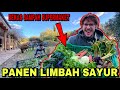 PANEN SAYUR BEKAS SUPERMAKET