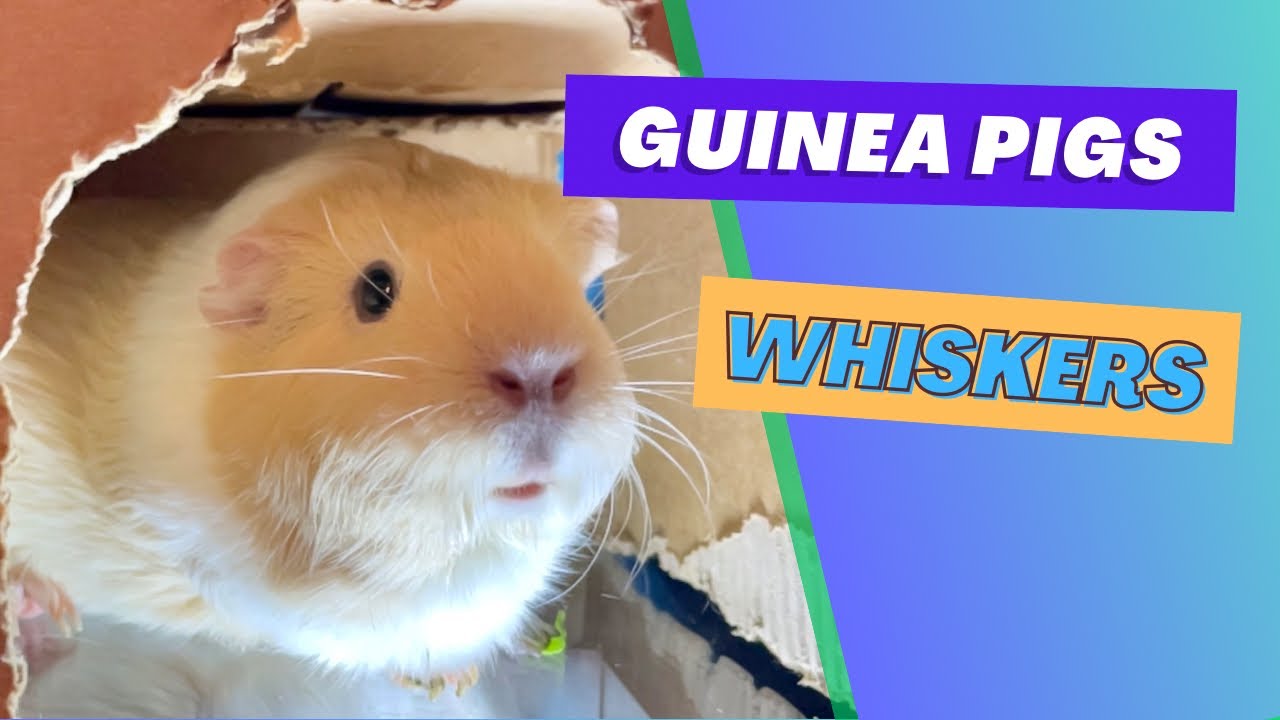 Are guinea pigs whiskers important? YouTube