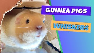 Are guinea pigs whiskers important?