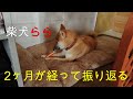 柴犬らら これまでを振り返る