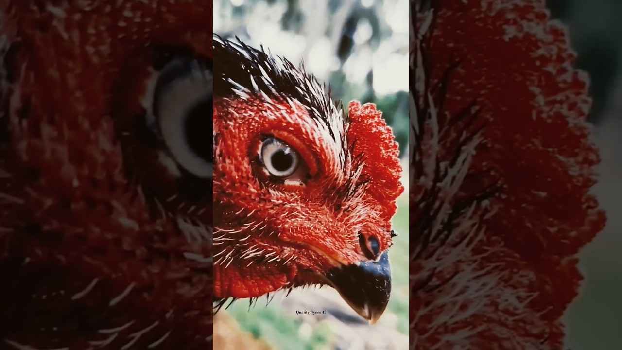 tamil sanda seval whatsapp status 🐔💥