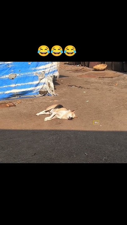 foodie-dog-seeing-food-in-dream-his-reaction-youtube