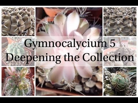 Gymnocalycium 5 - Deepening the Collection (Cactus Series 6)