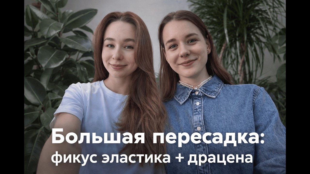 Как пересадить фикус эластика и драцену: грунт, горшок, дренаж.