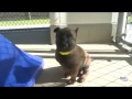 From Puppy to k9 Soldier From Puppy to k9 Soldier