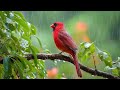 🕊️ Birds Chirping and Soft Piano - Music for Stress Relief and Deep Sleep 🌸🎼🌱