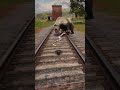 Snake Saves Man From Bear Attack on Railway!  RDR2 #shorts