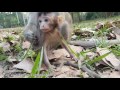 Life of monkeys Ep107, life of baby monkey with mom, baby monkey running...