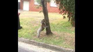 Koala Climb