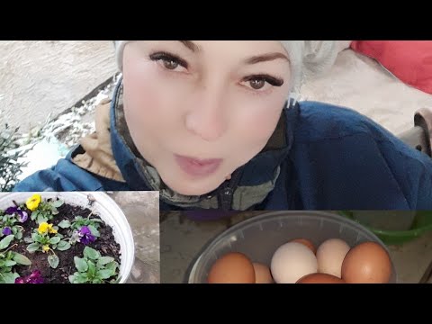 ❗Проблемы с Ютуб!//Куры,Огород,Весна//С Израиля в Россию!//Мой Канал на Яндекс Дзен.