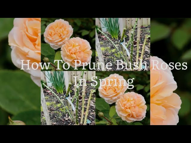 Spring Pruning for Shrub Roses  Nebraska Extension in Lancaster County
