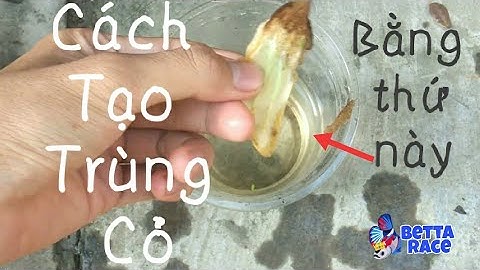 Nhanh gọn lẹ - Cách Tạo Trùng Cỏ Nuôi Cá Betta Bột | Betta Felix