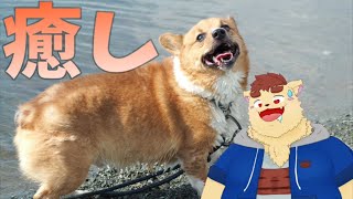 【Pets hotel】癒し【犬山コウタ】