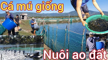 Nuôi cá mú trong ao đất //Ngư dân miền biển