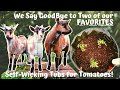 WE SAY GOODBYE to 2 of OUR FAVORITES! BABY GOAT ESCAPE! SELF WICKING TUBS for TOMATOES!