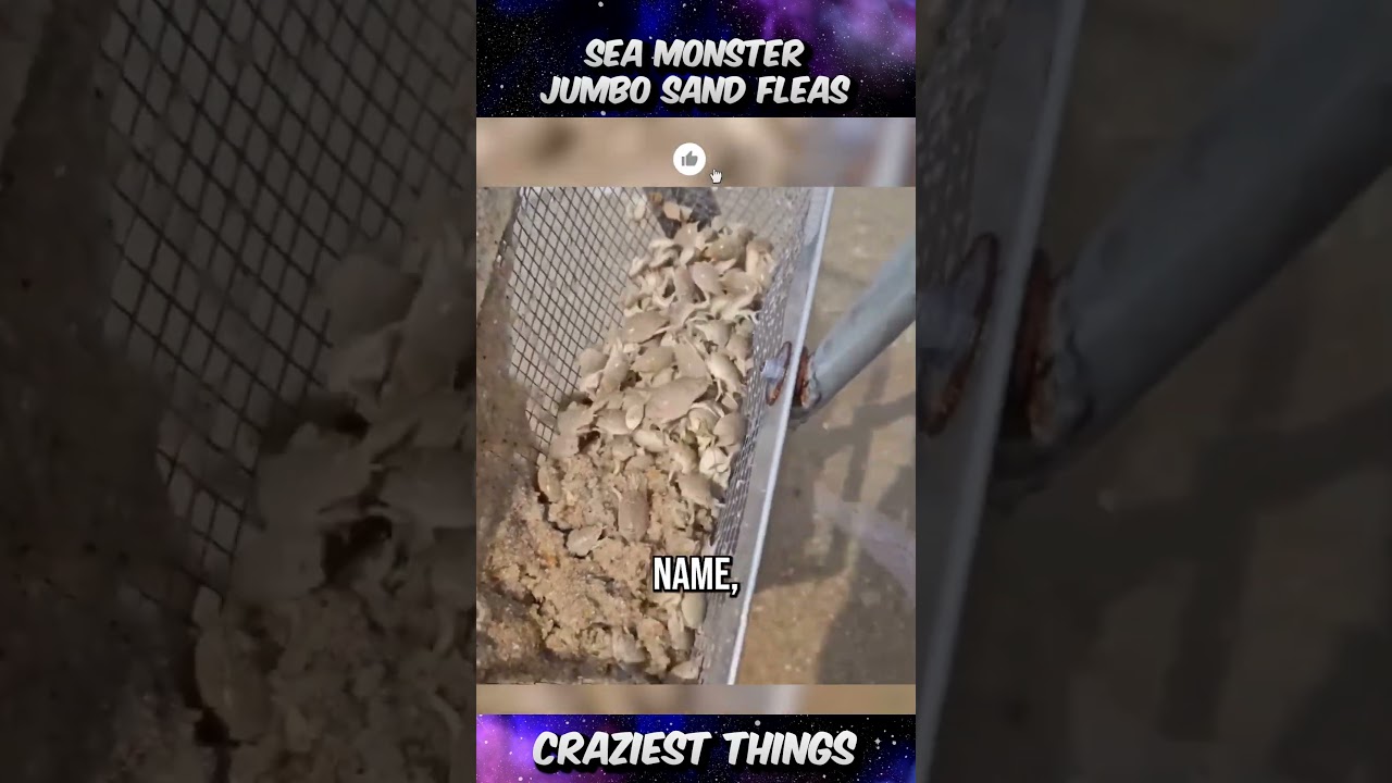 Sea monster Jumbo Sand Fleas 🫢 | Craziest Things Part 342