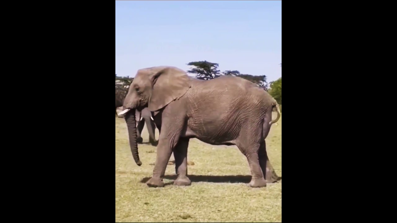 #elephant