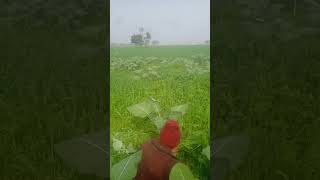 Haye Haye Yeh Majboori