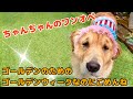【ちゃんちゃんのワンオペ子育て】ゴールデンのためのゴールデンウィークなのに自宅で過ごしてごめんね