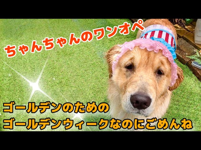 Chan-chan's Solo Parenting] I'm sorry that we're spending Golden