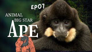 Know about Ape! | 20MIN | Animals for Kids to Learn | Educational Video✨#animals