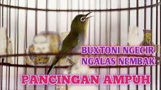 NGECIR NGECIR NGALAS NEMBAK.PANCINGAN AMPUH PLECI AGAR BUKA PARUH