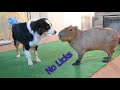 Capybara Compilation