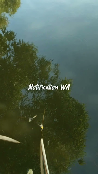 notification wa