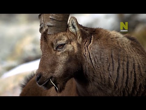 Удивительная Природа, Дикие Животные - Швейцария. Документальный Фильм. Viasat Nature
