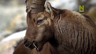 Удивительная Природа, Дикие Животные - Швейцария(4). #Документальный Фильм. Viasat Nature