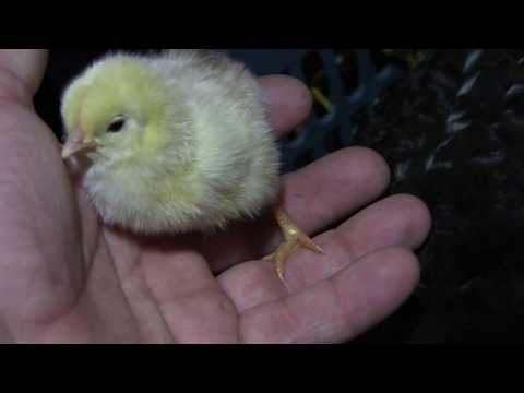 მეორე პარტია კრუხმა დაიწყო წიწილების გამოჩეკვა