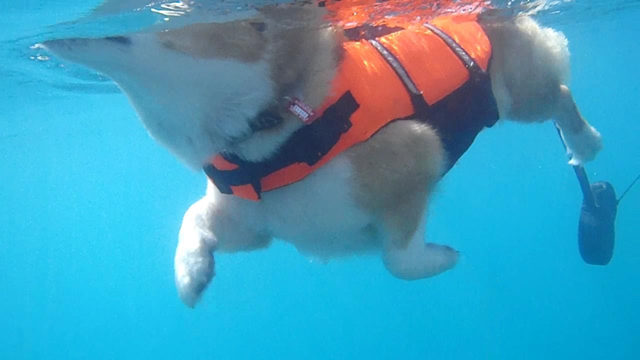 Dog Paddle Underwater いぬかき 水中撮影 Goro Welsh Corgi Youtube
