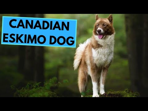 Canadian Eskimo Dog - TOP 10 Interesting Facts
