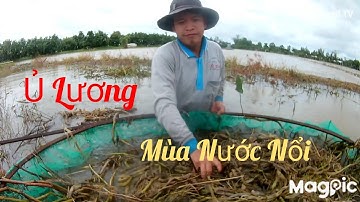Súc Ủ Lương Mùa Nước Nổi - Trãi Nghiệm Thú Vị Lắm - Tèo Ngố TV. #93.