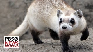 How the black-footed ferret is making a comeback from the brink of extinction
