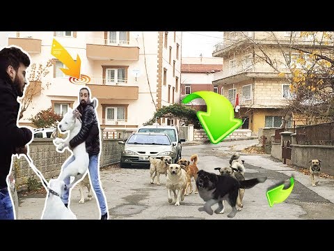 SOKAK KÖPEKLERİ DOGO ARGENTİNO'LARI SANAYİDEN ÇIKARMADI (İNANILMAZ) !!