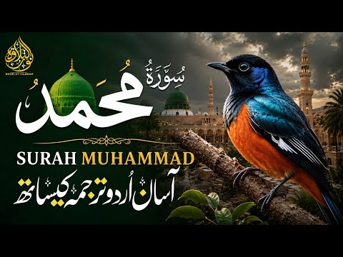 Surah Muhammad سورة محمد with Urdu &Hindi Translation |Strengthening Faith Daily | Noor Ut Tilawah