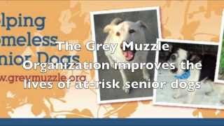Dogs- Grey Muzzle Version- Doug Ratner & The Watchmen