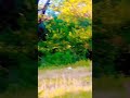 Monkey's in nature